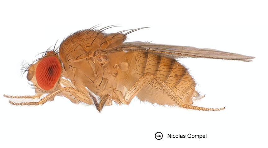 close up of Drosophila ananassae fly