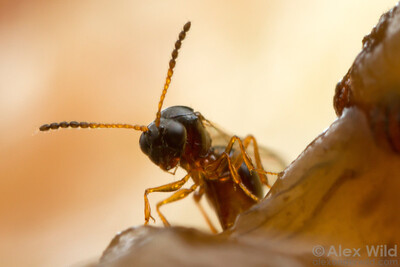 front facing close up of a parasitoid wasp