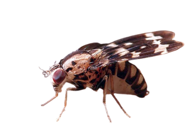close up side view of Drosophila grimshawi fly