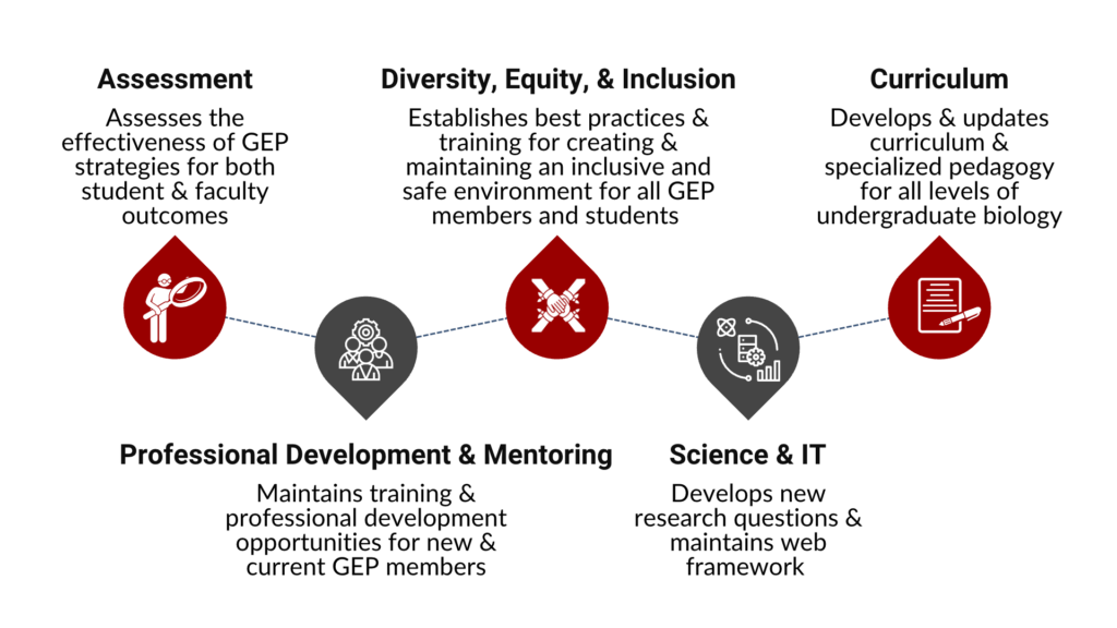 Assessment Committee Assesses the effectiveness of GEP strategies for both student and faculty outcomes Diversity, Equity, and Inclusion Committee Establishes best practices and training for creating and maintaining an inclusive and safe environment for all GEP members and students Curriculum Committee Develops and updates curriculum & specialized pedagogy for all levels of undergraduate biology Professional Development Committee Maintains training and professional development opportunities for new and current GEP members Science and IT Committee Develops new research questions and maintains web framework