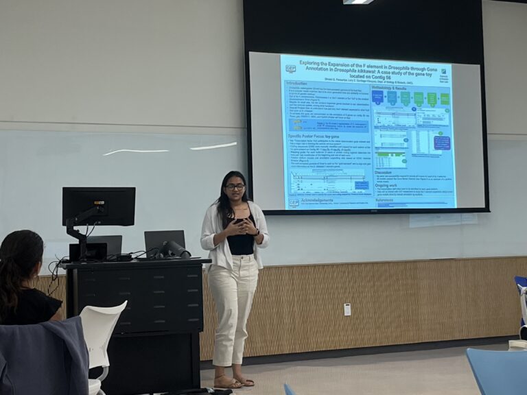 Student presenting on exploring the expansion of the F element in Drosophila through Gene Annotation in Drosophila kikkawai: a case study of the gene toy located on contig 56