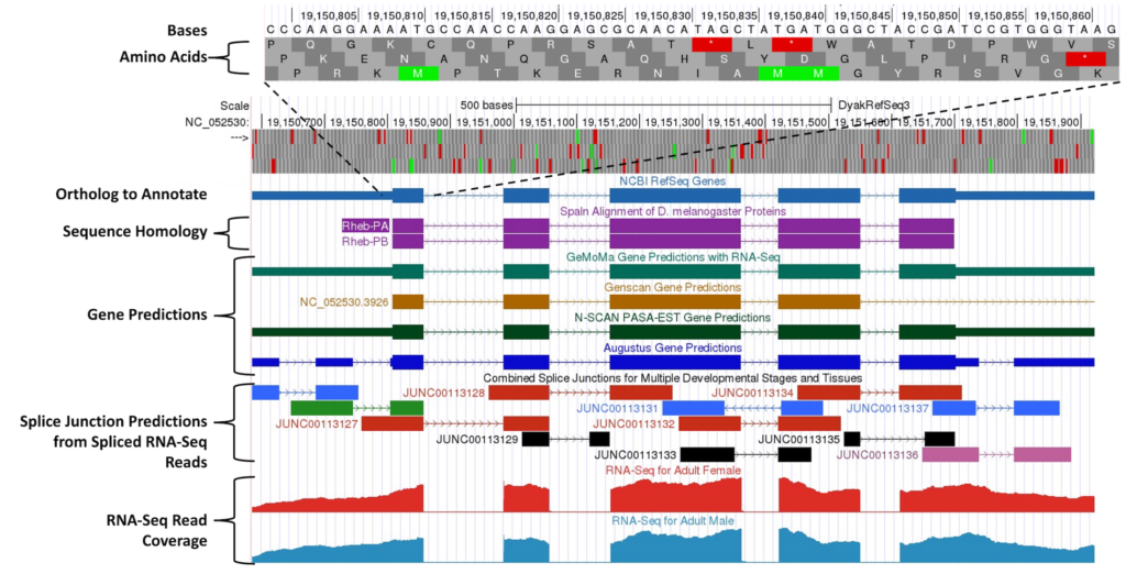 Genome Browser image with evidence tracks labeled