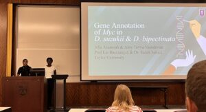 Two students present their work on the gene annotation of Myc gene in D. suzukii and D. bipectinata