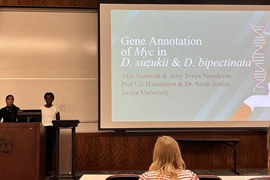 Two students present their work on the gene annotation of Myc gene in D. suzukii and D. bipectinata