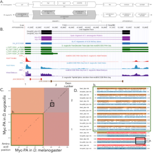 Gene model for the ortholog of Myc in Drosophila eugracilis