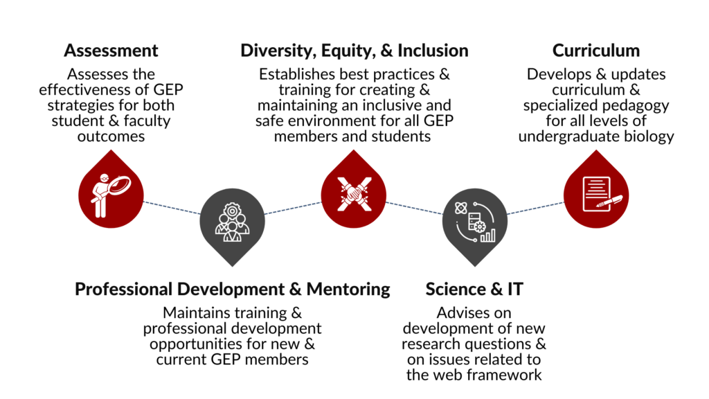 1. Assessment Committee assesses the effectiveness of GEP strategies for both student and faculty outcomes 2. Diversity, Equity, and Inclusion Committee establishes best practices and training for creating and maintaining an inclusive and safe environment for all GEP members and students 3. Curriculum Committee develops and updates curriculum and specialized pedagogy for all levels of undergraduate biology 4. Professional Development Committee maintains training and professional development opportunities for new and current GEP members 5. Science and IT Committee advises on development of new research questions and on issues related to the web framework