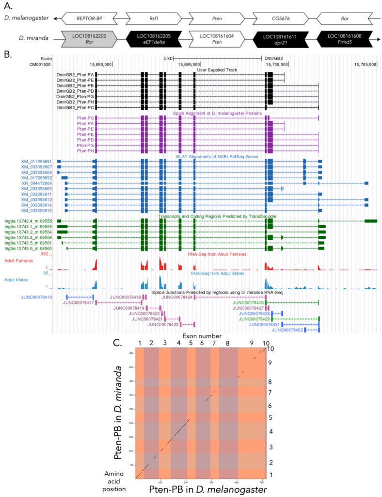 Gene model for the ortholog of Pten in Drosophila miranda